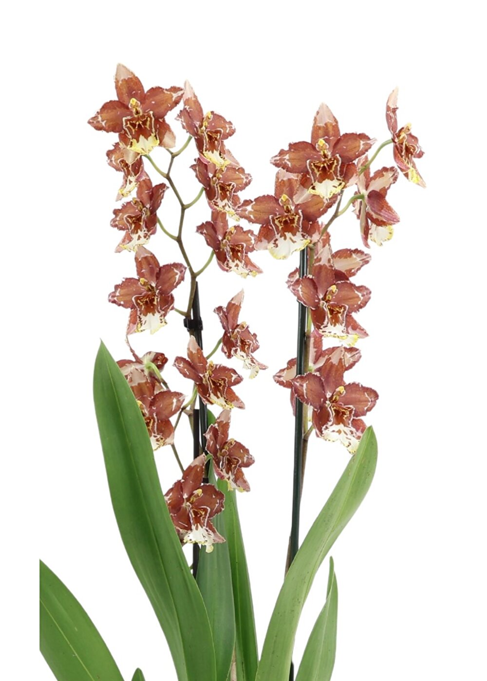 Chique stevige Orchidee met sterke bloeikracht | Quileute | Inca Orchids
