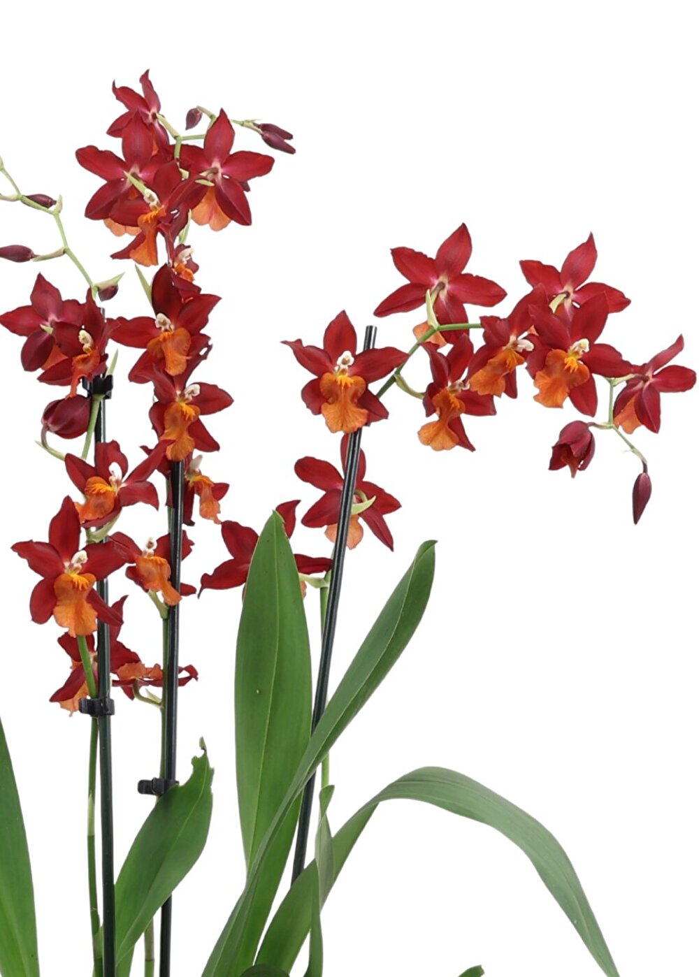 Een orchidee met prachtige diep rode kleur: Fire Alarm | Inca Orchids