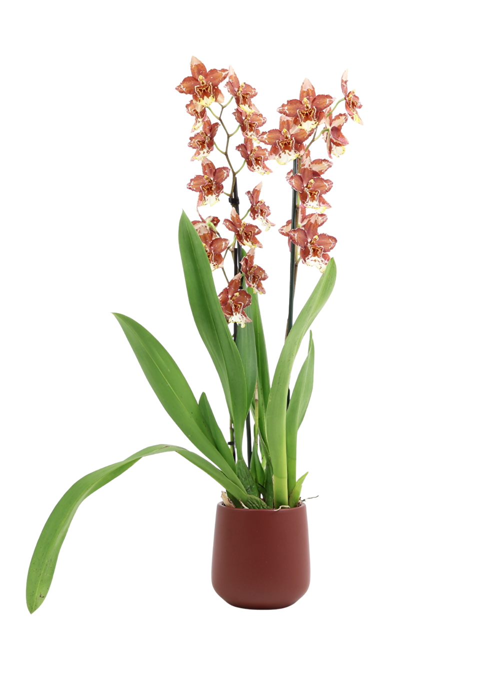 Chique stevige Orchidee met sterke bloeikracht | Quileute | Inca Orchids