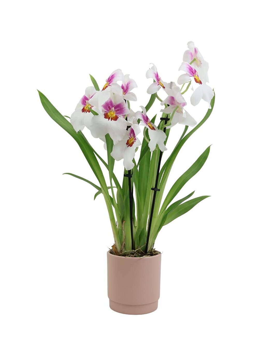 Prachtige Miltoniopsis met frisse kleuren | White Sun | Inca Orchids