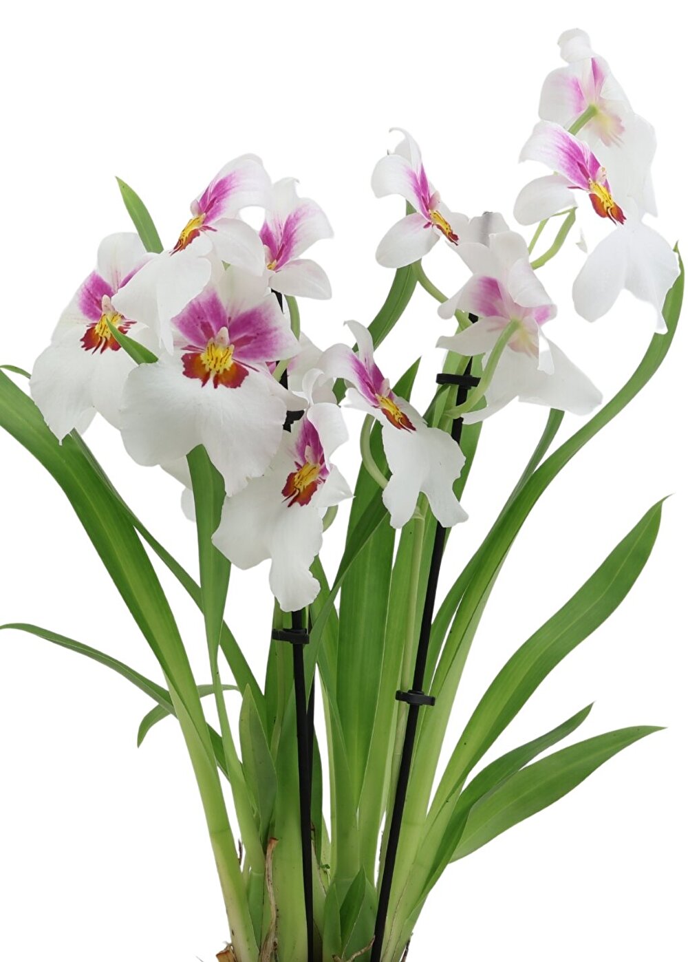 Prachtige Miltoniopsis met frisse kleuren | White Sun | Inca Orchids