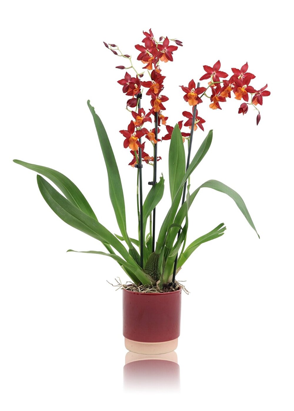 Een orchidee met prachtige diep rode kleur: Fire Alarm | Inca Orchids