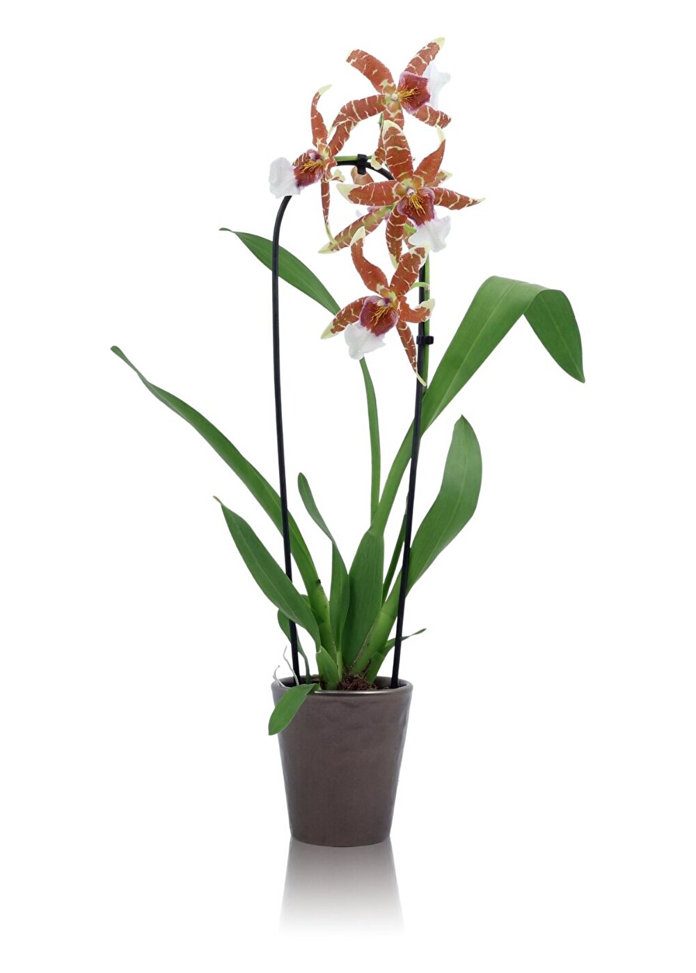 Elegante zeer grote bloemen tekenen de 'Renaissance Orange'| Inca Orchids