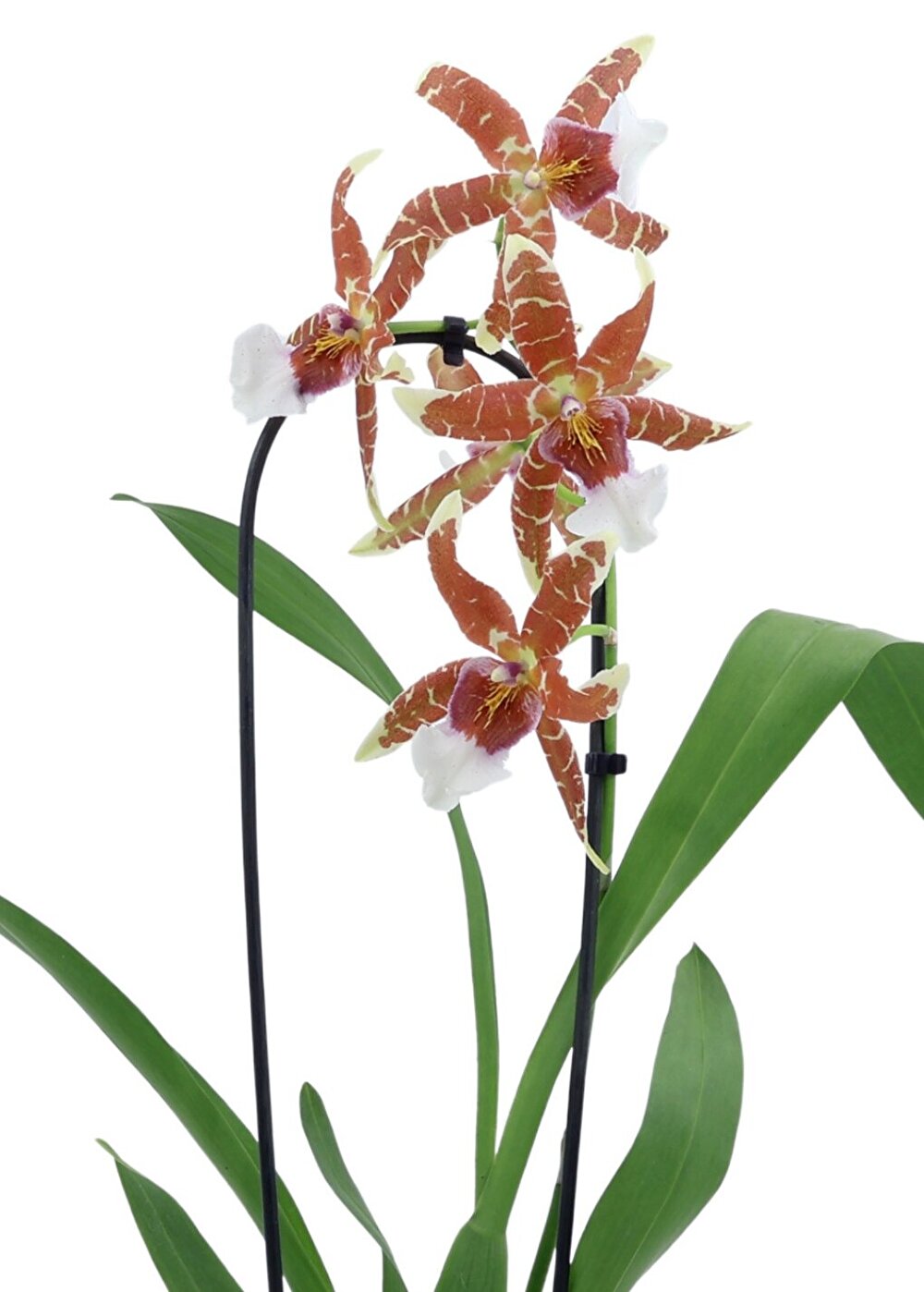 Elegante zeer grote bloemen tekenen de 'Renaissance Orange'| Inca Orchids