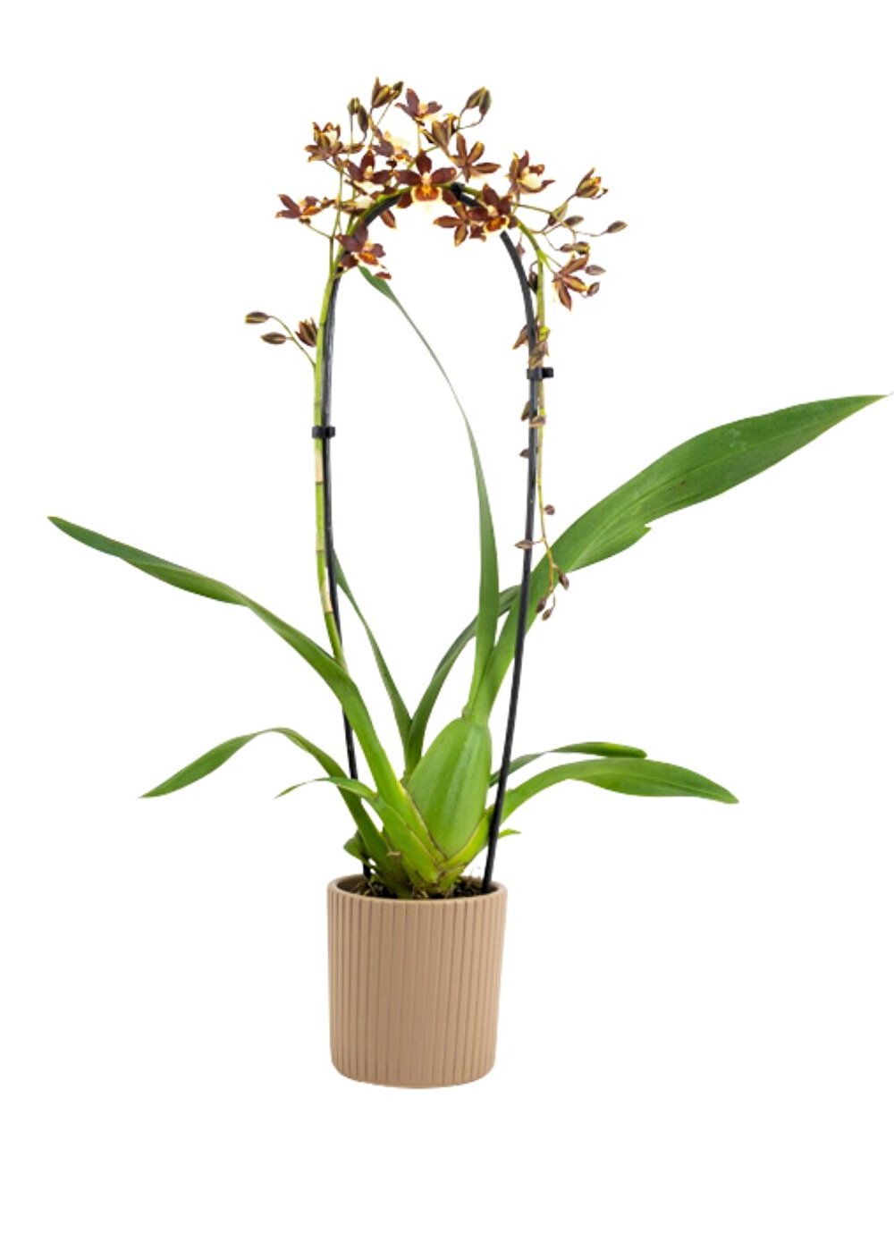 Bloeirijke, sterke cambria met takken vol kleine bloemetjes met bruin-geel-wit tinten, Pacific Twilight | Inca Orchids