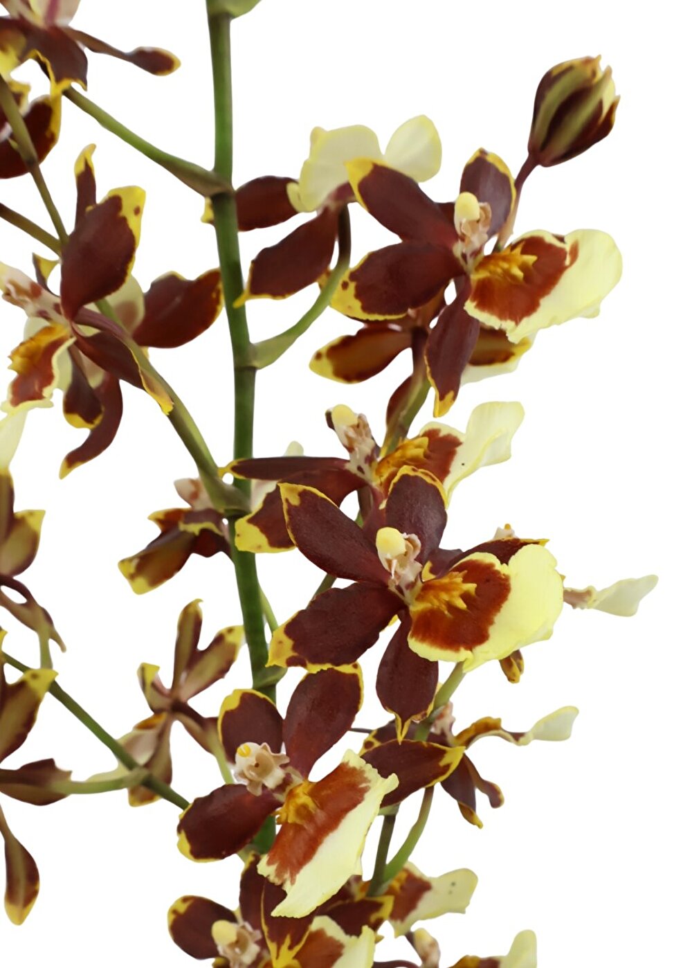 Bloeirijke, sterke cambria met takken vol kleine bloemetjes met bruin-geel-wit tinten, Pacific Twilight | Inca Orchids