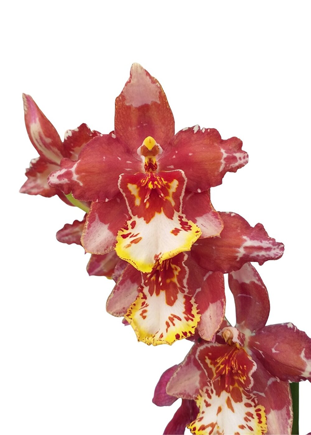 Chique stevige Orchidee met sterke bloeikracht | Quileute | Inca Orchids