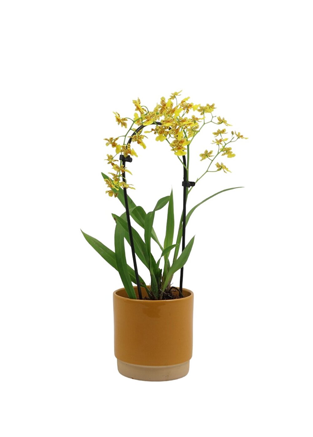 Bloeirijke zeer compacte oncidium met fel gele bloemetjes - 'Tempera' | Inca Orchids