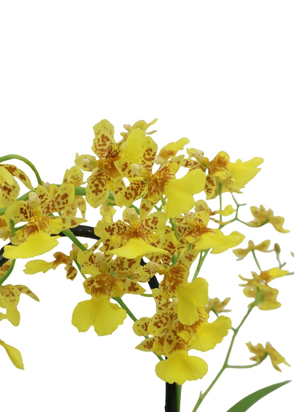 Bloeirijke zeer compacte oncidium met fel gele bloemetjes - 'Tempera' | Inca Orchids