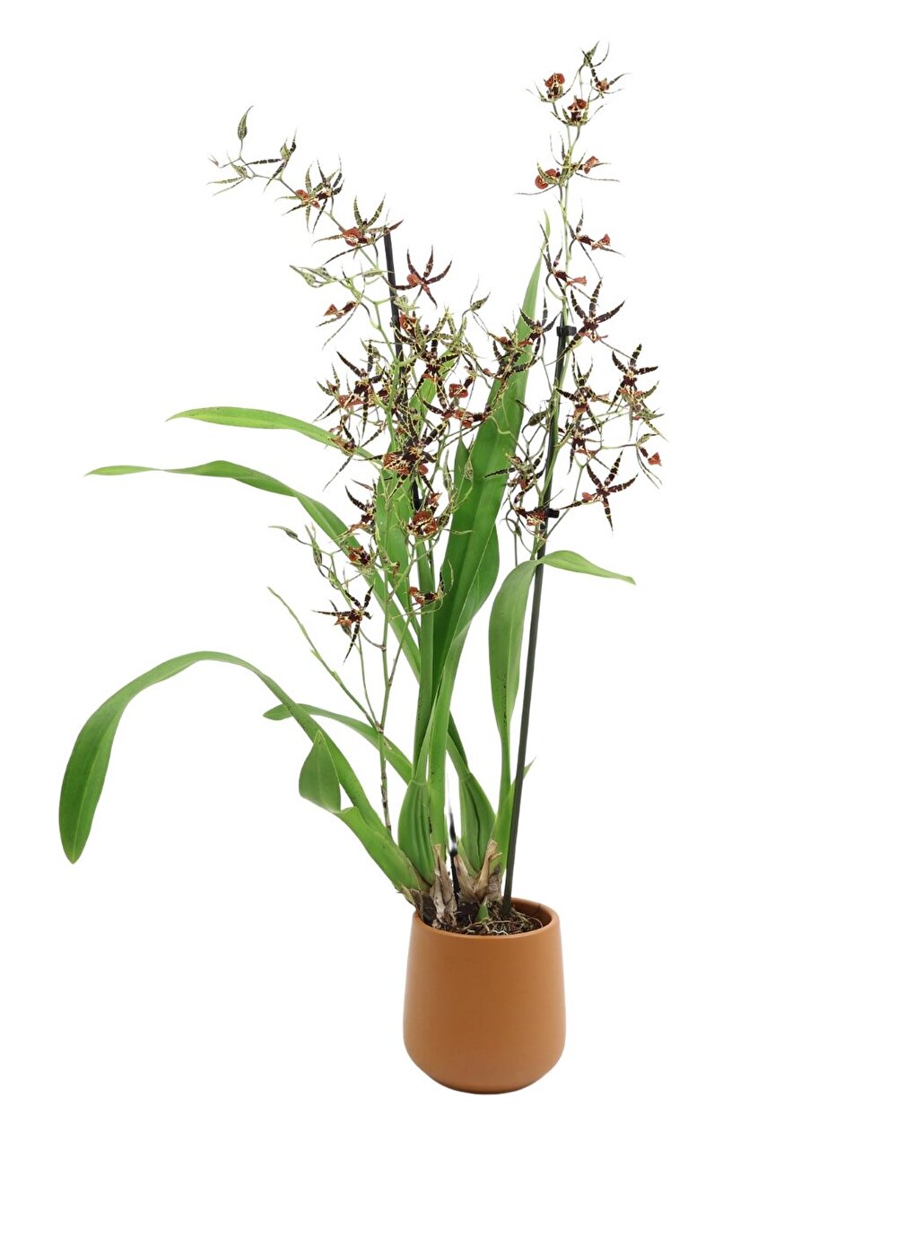 Een rijk bloeiende orchidee met unieke spinvormige bloemen is de Tarantula® XL Coral | Inca Orchids