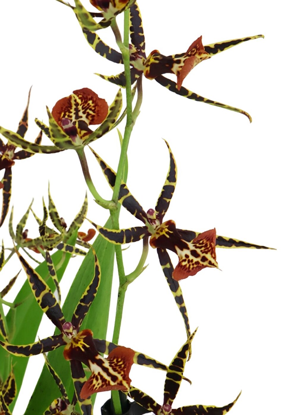 Een rijk bloeiende orchidee met unieke spinvormige bloemen is de Tarantula® XL Coral | Inca Orchids