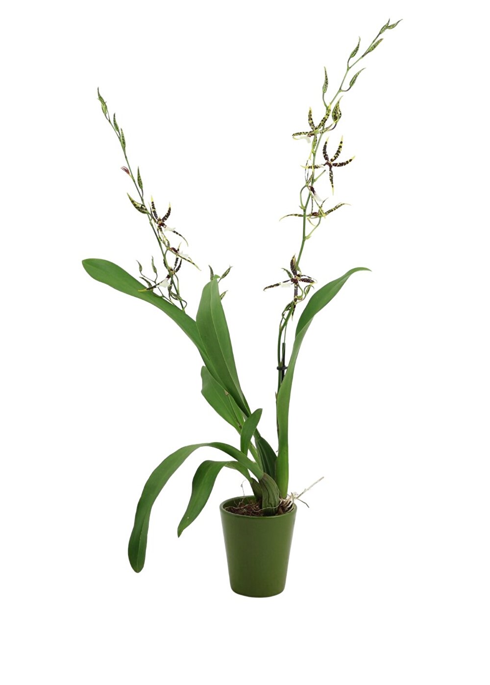 Een rijk bloeiende orchidee met unieke spinvormige bloemen is de Tarantula® XL Bright | Inca Orchids