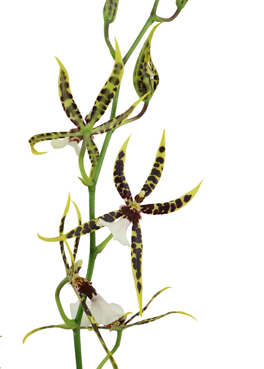 Een rijk bloeiende orchidee met unieke spinvormige bloemen is de Tarantula® XL Bright | Inca Orchids