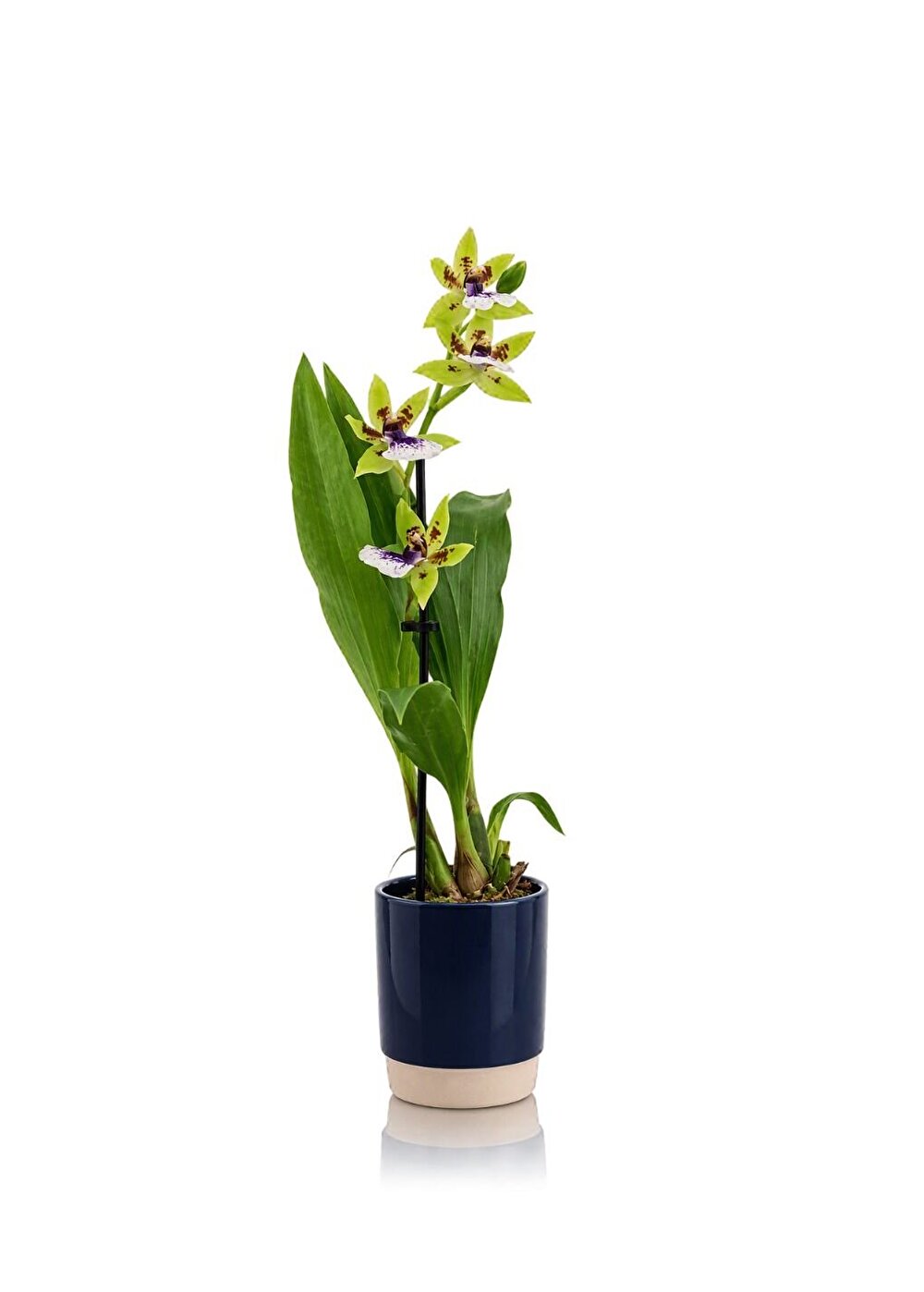 Zygopetalum Oxygen oblivion met kleine verfijnde bloemen en geuren. Unieke compacte Zygopetalum | Inca Orchids