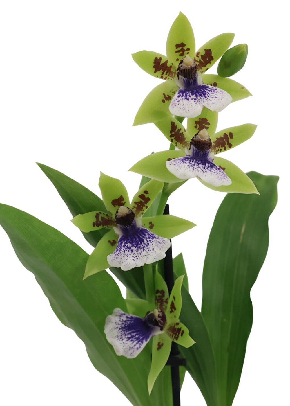 Zygopetalum Oxygen oblivion met kleine verfijnde bloemen en geuren. Unieke compacte Zygopetalum | Inca Orchids