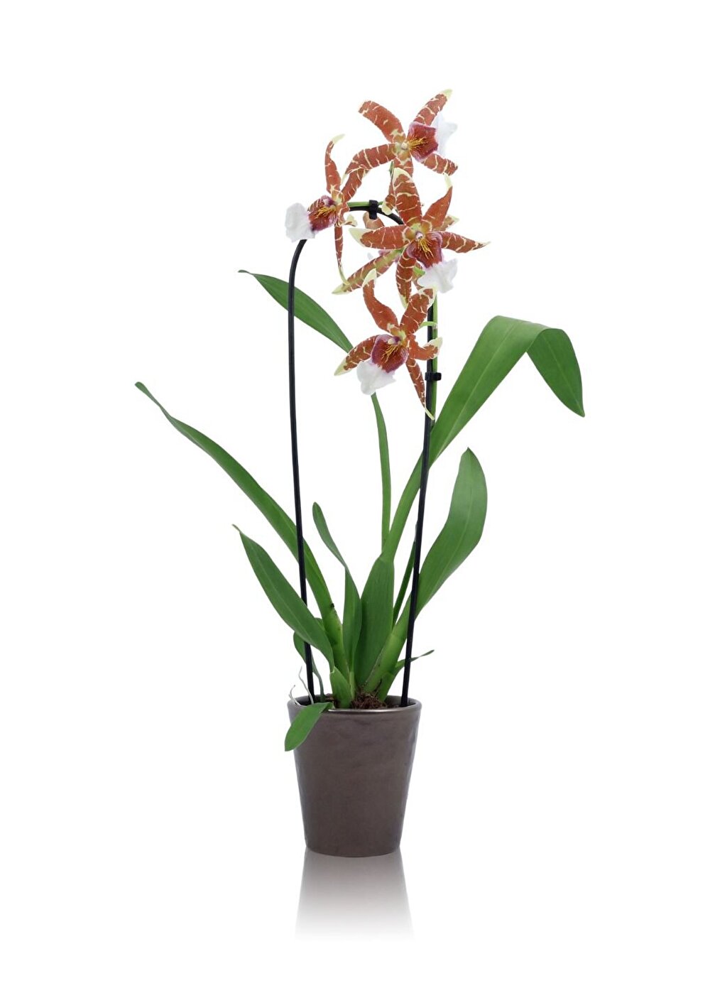 Elegante zeer grote bloemen tekenen de 'Renaissance Orange'| Inca Orchids