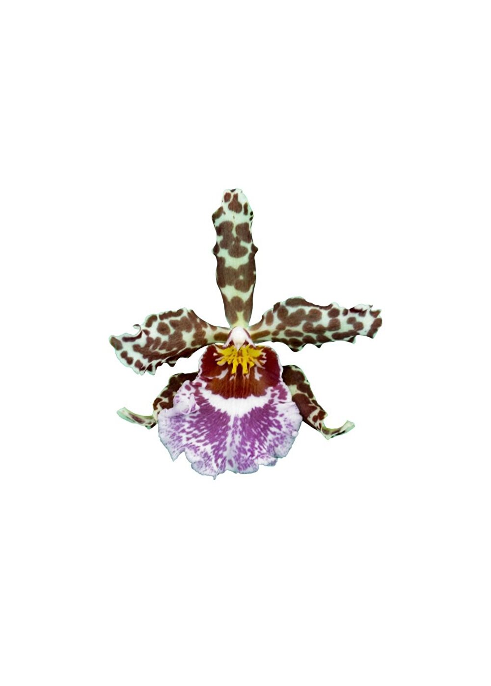 Violetta von Holm unieke orchidee veredeld door B. Holm in Duitsland | Inca Orchids